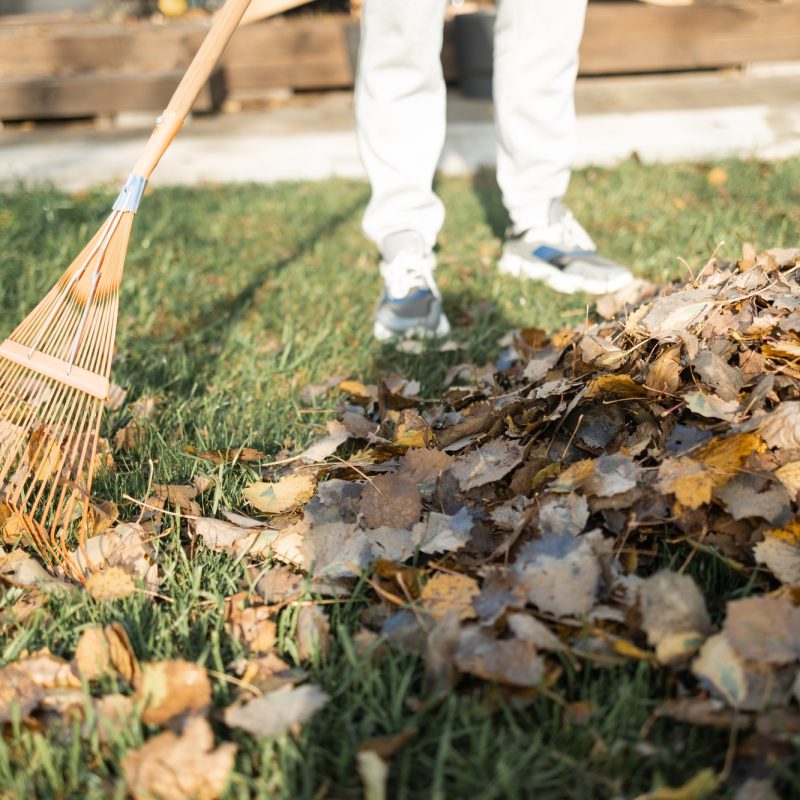 cropped view of man cleaning fallen leaves from lawn with broom in yard