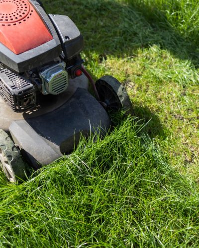 Gasoline lawn mower mowing the grass